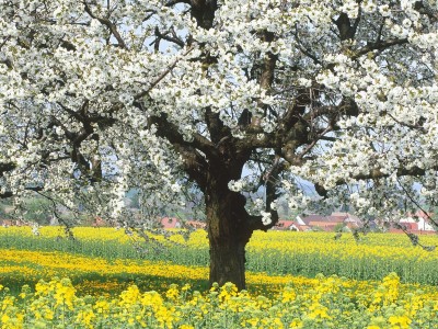 Rape-Field-With-Blooming-Cherry-Tree-Germany